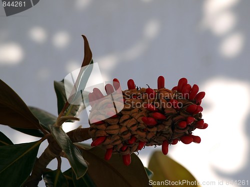 Image of Rubber tree bloom (Latin: ficus elastica)