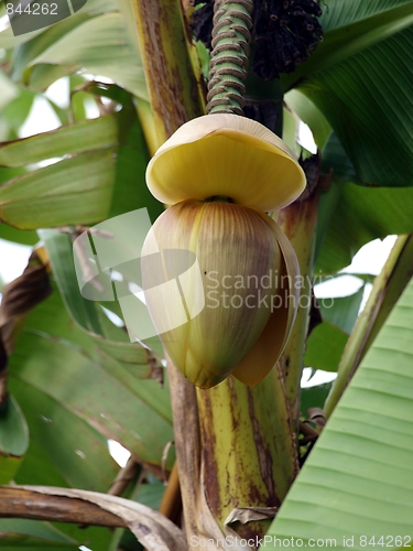 Image of Banana tree bloom