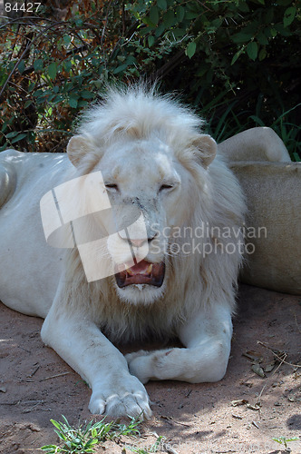 Image of White lion