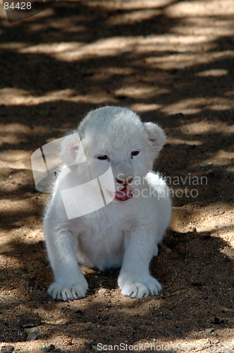 Image of White lion