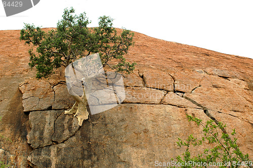 Image of Mountain fig