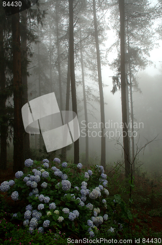 Image of Flowers in the forest