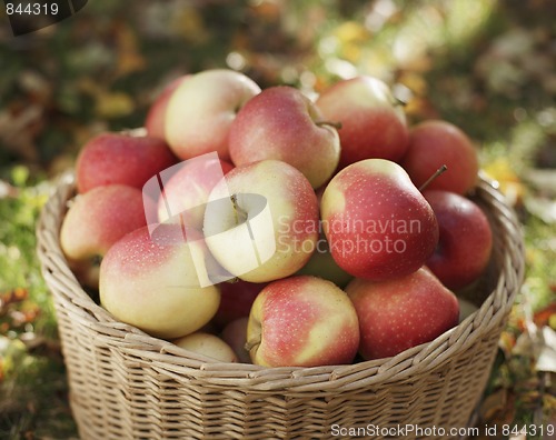 Image of Apple harvest