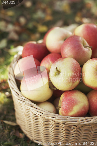 Image of Apple Harvest