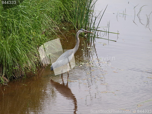 Image of A blue heron.