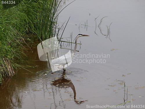 Image of A blue heron.