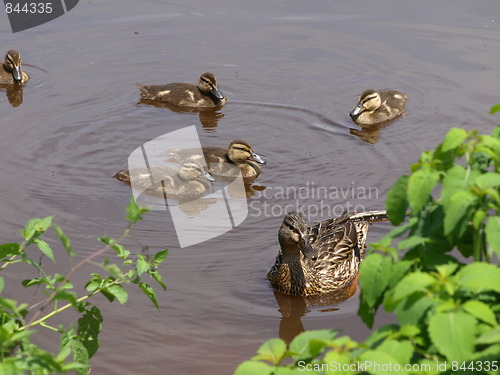 Image of Mother duck and ducklings.