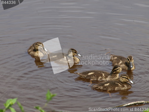 Image of Mother duck and ducklings.