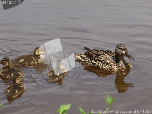 Image of Mother duck and ducklings.