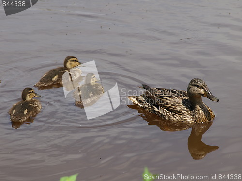 Image of Mother duck and ducklings.