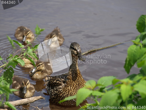 Image of Mother duck and ducklings.