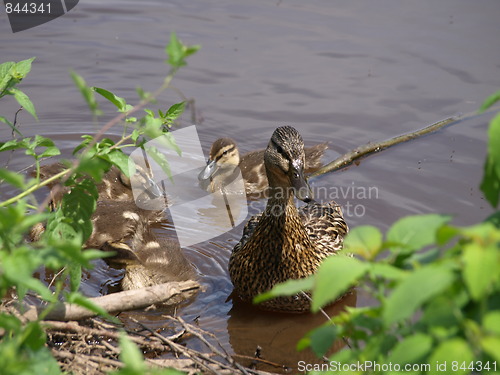 Image of Mother duck and ducklings.