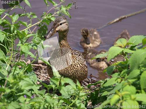 Image of Mother duck and ducklings.