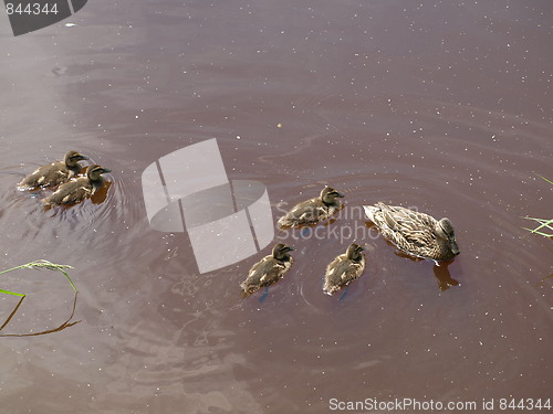 Image of Mother duck and ducklings.