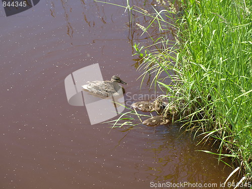 Image of Mother duck and ducklings.