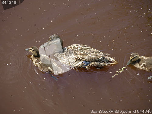 Image of Mother duck and ducklings.