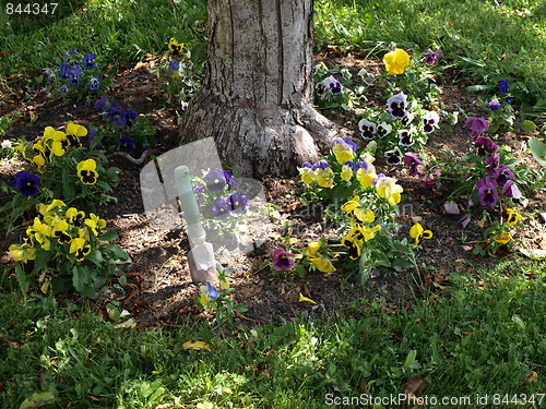 Image of In the flower garden.