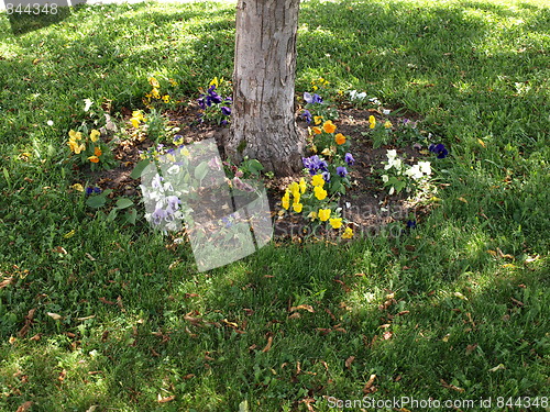 Image of In the flower garden.