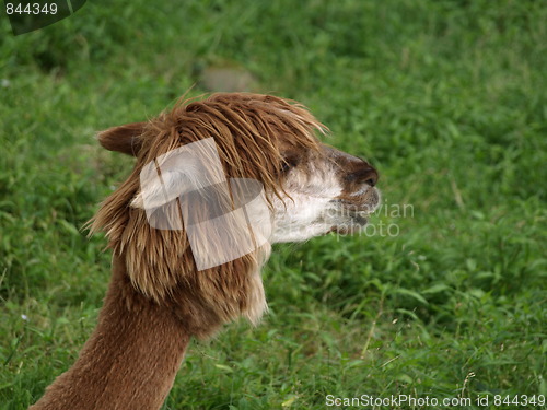 Image of Alpaca.