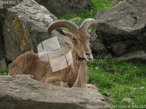 Image of Mountain goat time.