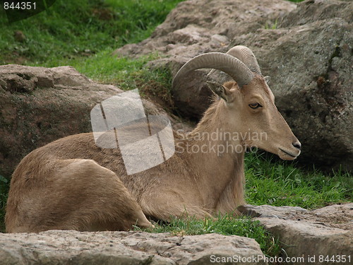 Image of Mountain goat time.