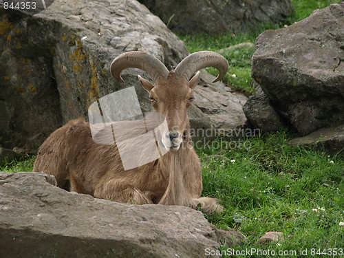 Image of Mountain goat time.