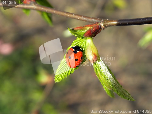 Image of Ladybird (Latin: Coccinellidae)