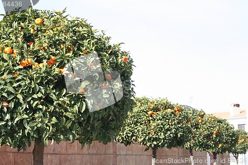 Image of Oranges trees