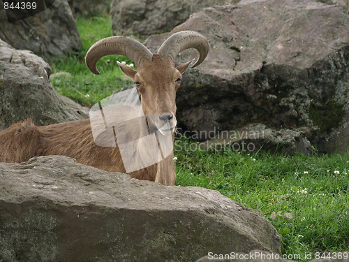 Image of Mountain goat time.