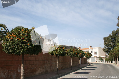 Image of Oranges trees