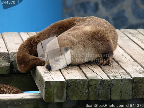 Image of Otter at the zoo.