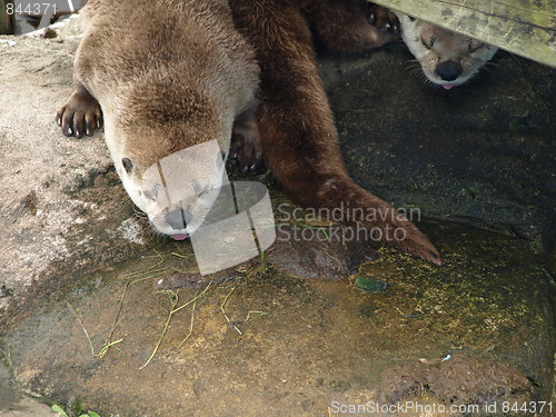 Image of Otter at the zoo.