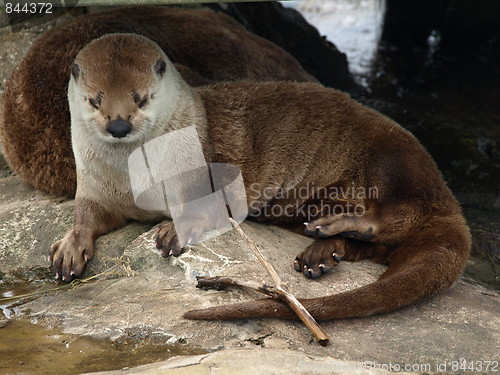 Image of Otter at the zoo.