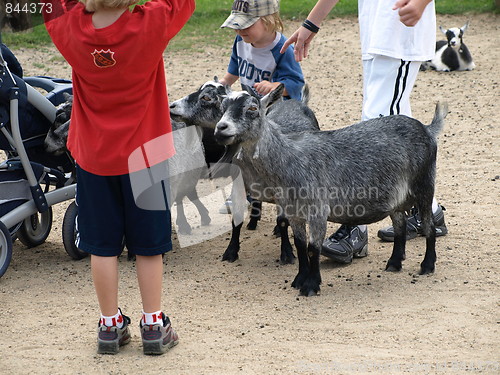 Image of Goat.