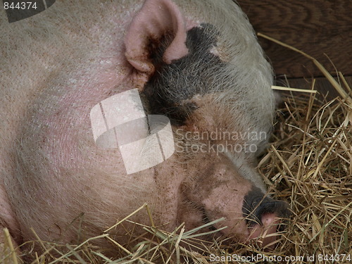 Image of A nice pig.