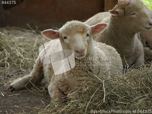 Image of A lamb.