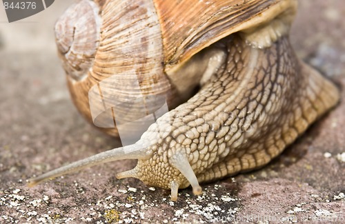 Image of Snail