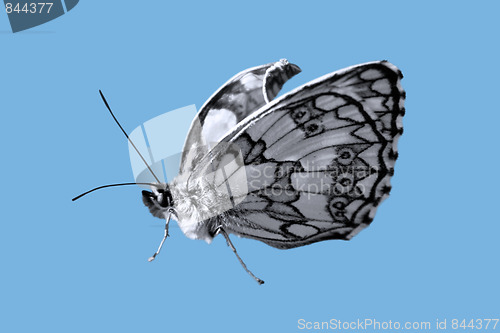 Image of Butterfly