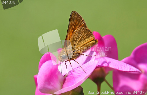 Image of Butterfly