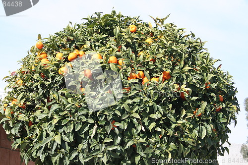 Image of Oranges tree