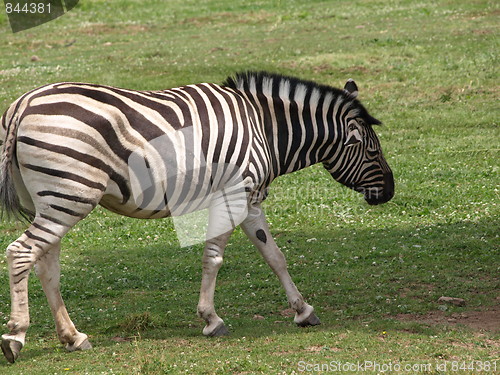Image of Zebra at the zoo.