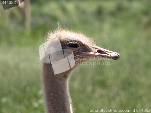 Image of Ostrich at the zoo.