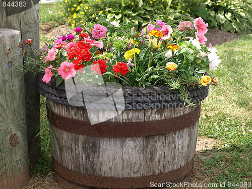 Image of In the flower garden.