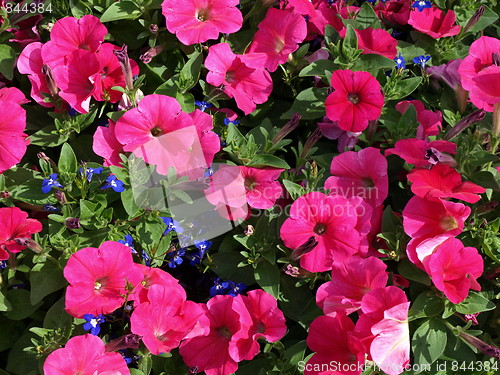 Image of In the flower garden.