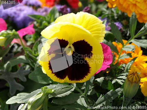 Image of In the flower garden.