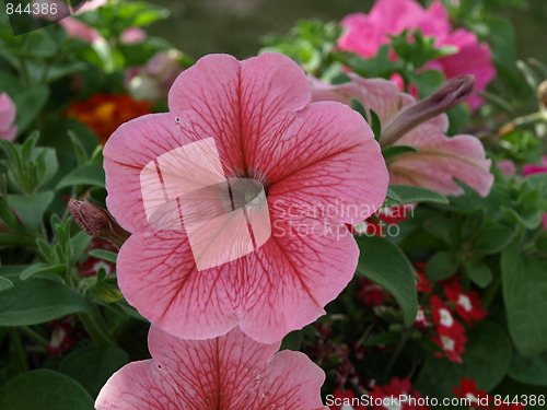 Image of In the flower garden.