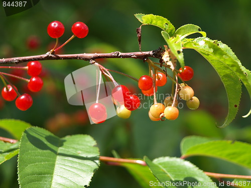 Image of Plant