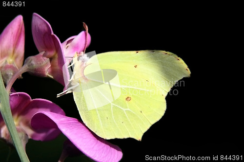 Image of Brimstone Butterfly