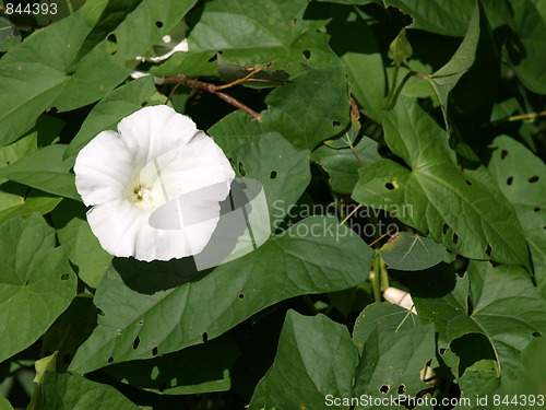 Image of Flowers in the garden.