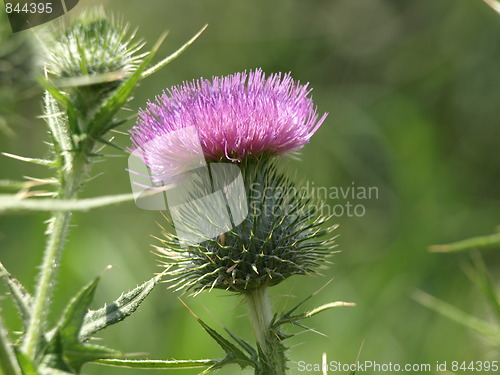 Image of Flowers in the garden.